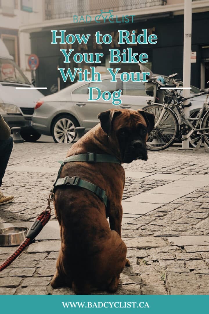How to Bike With Your Dog Bad Cyclist