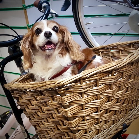A happy dog in a bike basket.