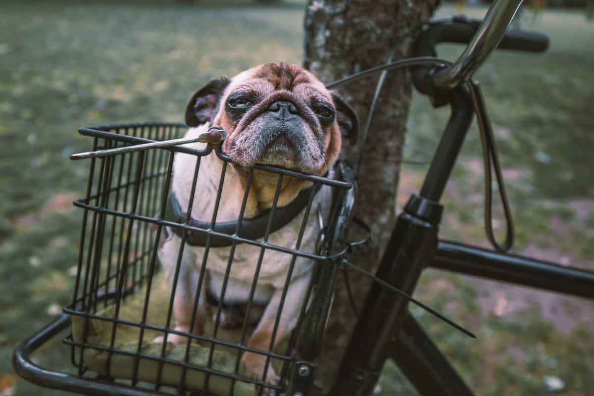 A pug in a bike basket as an example of how to ride with your dog. 